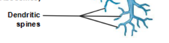 <p>fine processes of dendrites that receive information from other neurons</p>