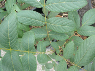 <p>Arizona Walnut </p>