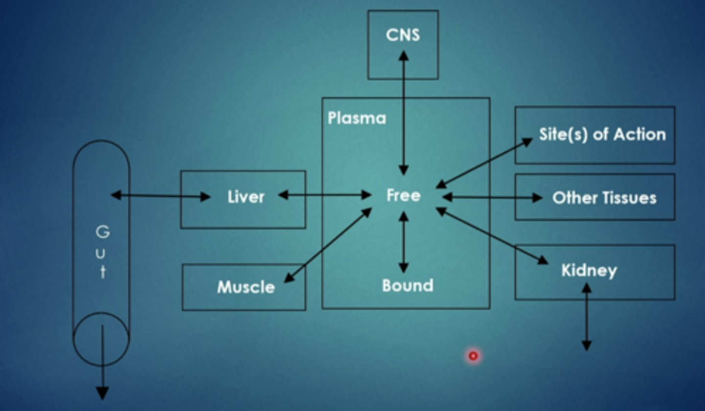 <p>transfer of drug from systemic circulation to tissues</p>