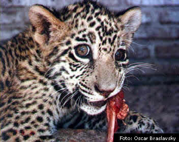 A consumer that eats other consumers