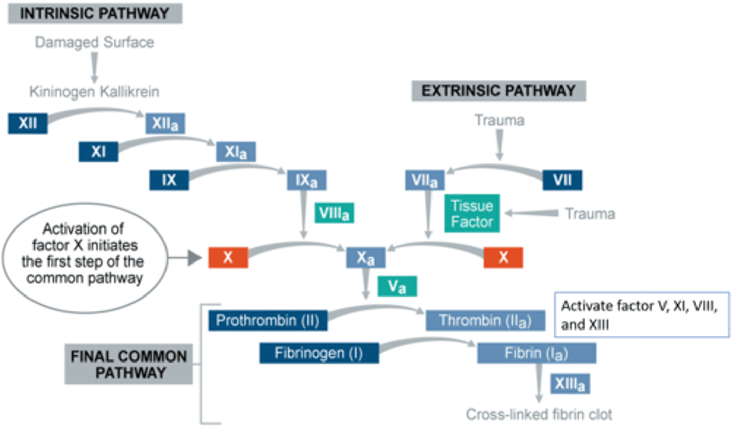 <p>Mechanism of blood clotting- goal is to stop bleeding and prevent loss of vital body fluid in a swift and sure method; is; the classic theory is as follows:</p><p>- Classic theory of coagulation advanced in 1905; identified four components critical to coagulation:</p><p>-Prothrombin</p><p>-Thrombin</p><p>-Fibrinogen</p><p>-Fibrin</p>