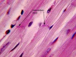<p>Specialized junction of cardiac muscle; synchronizes contraction.</p>