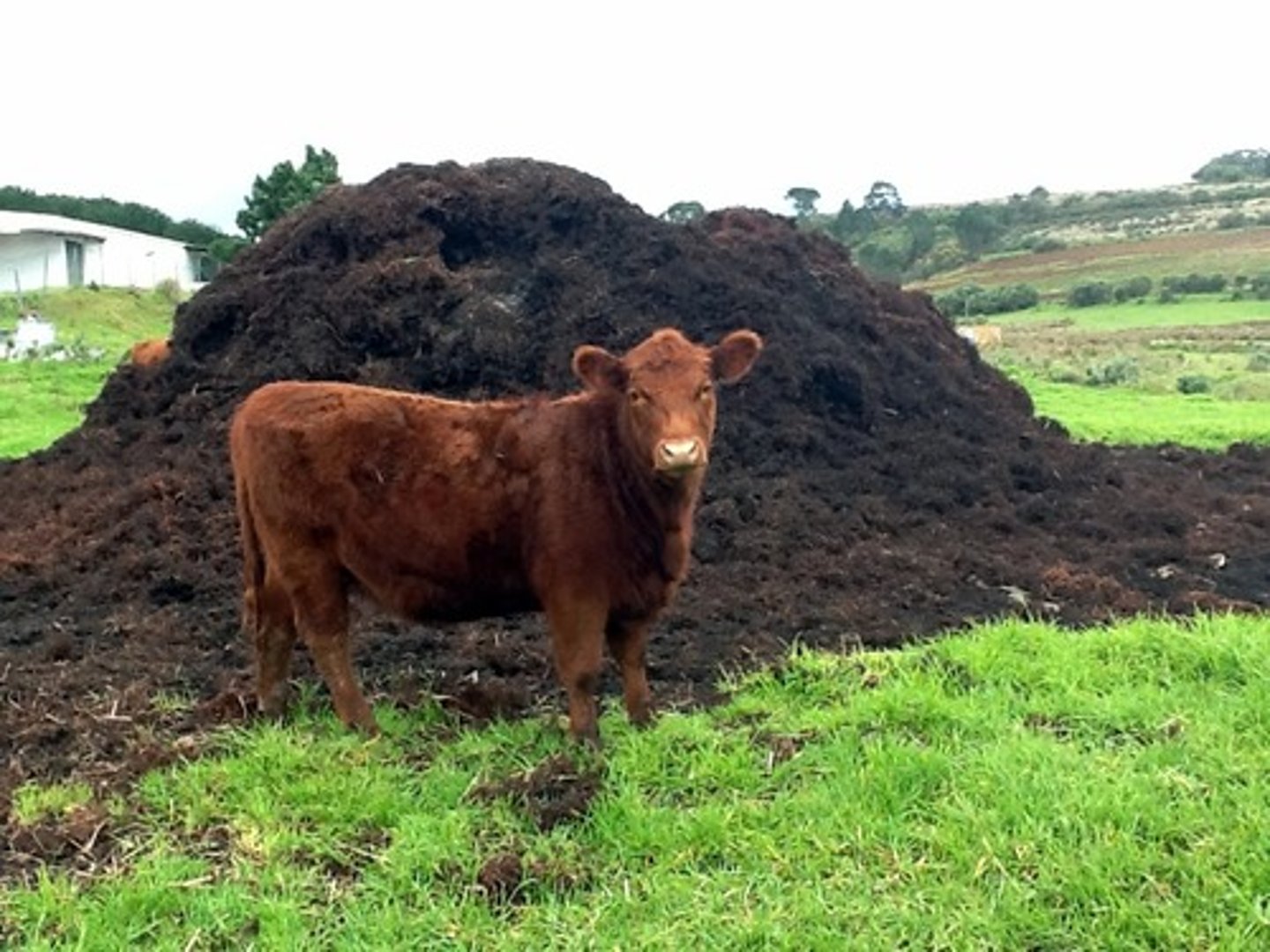 <p>plant food rich in nitrogen, produced by decomposers during the nitrogen cycle. Causes algae blooms that depletes oxygen</p>