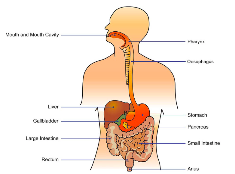 mouth
saliva gland 
oseosphagus /gullet
liver
stomach
pancreas
gall bladder
small intestine
large intestine
rectum 
anus