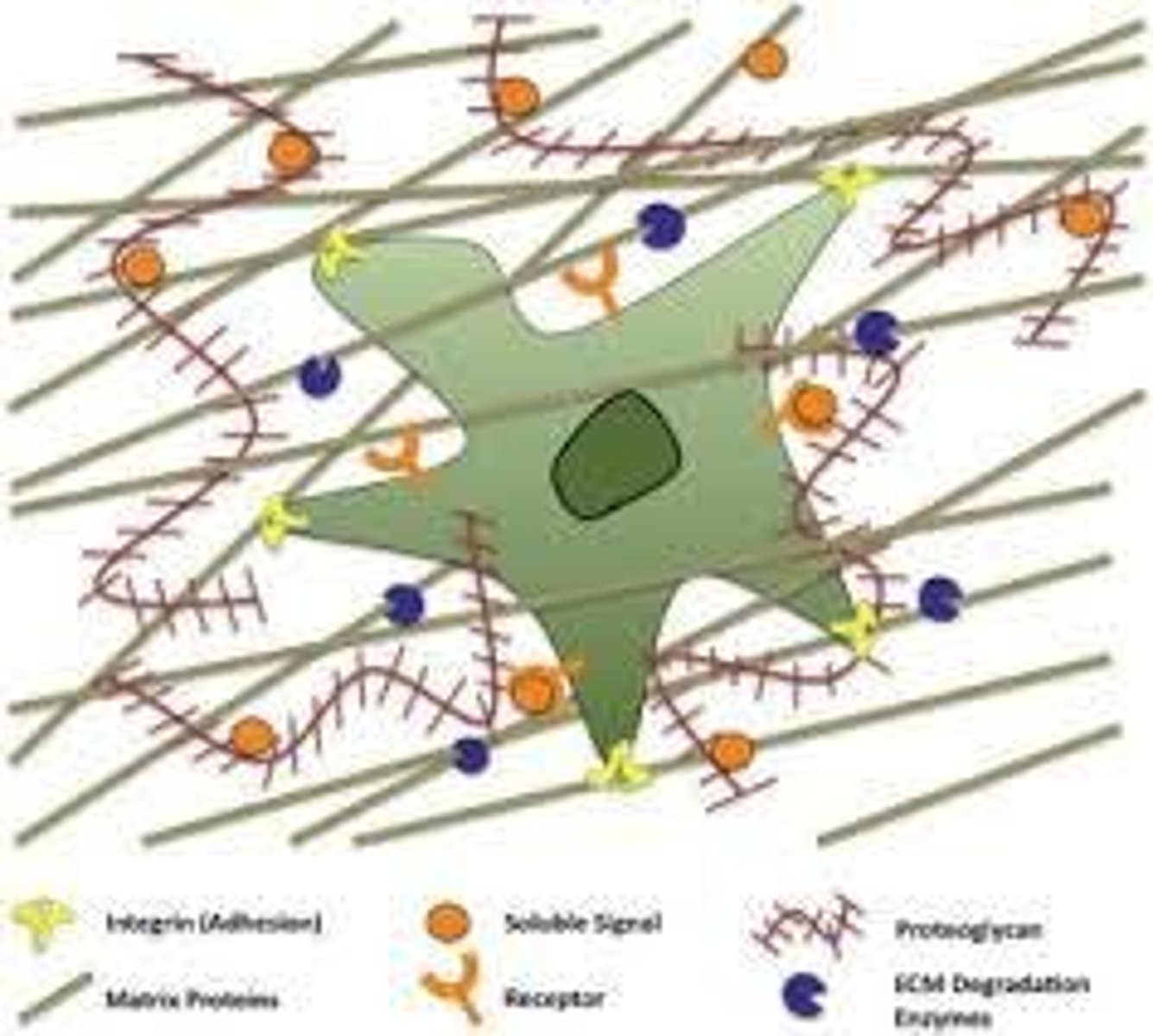 <p>Proteins linking cytoskeleton to extracellular matrix.</p>