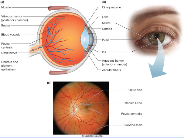 <p>Cornea and Sclera</p>