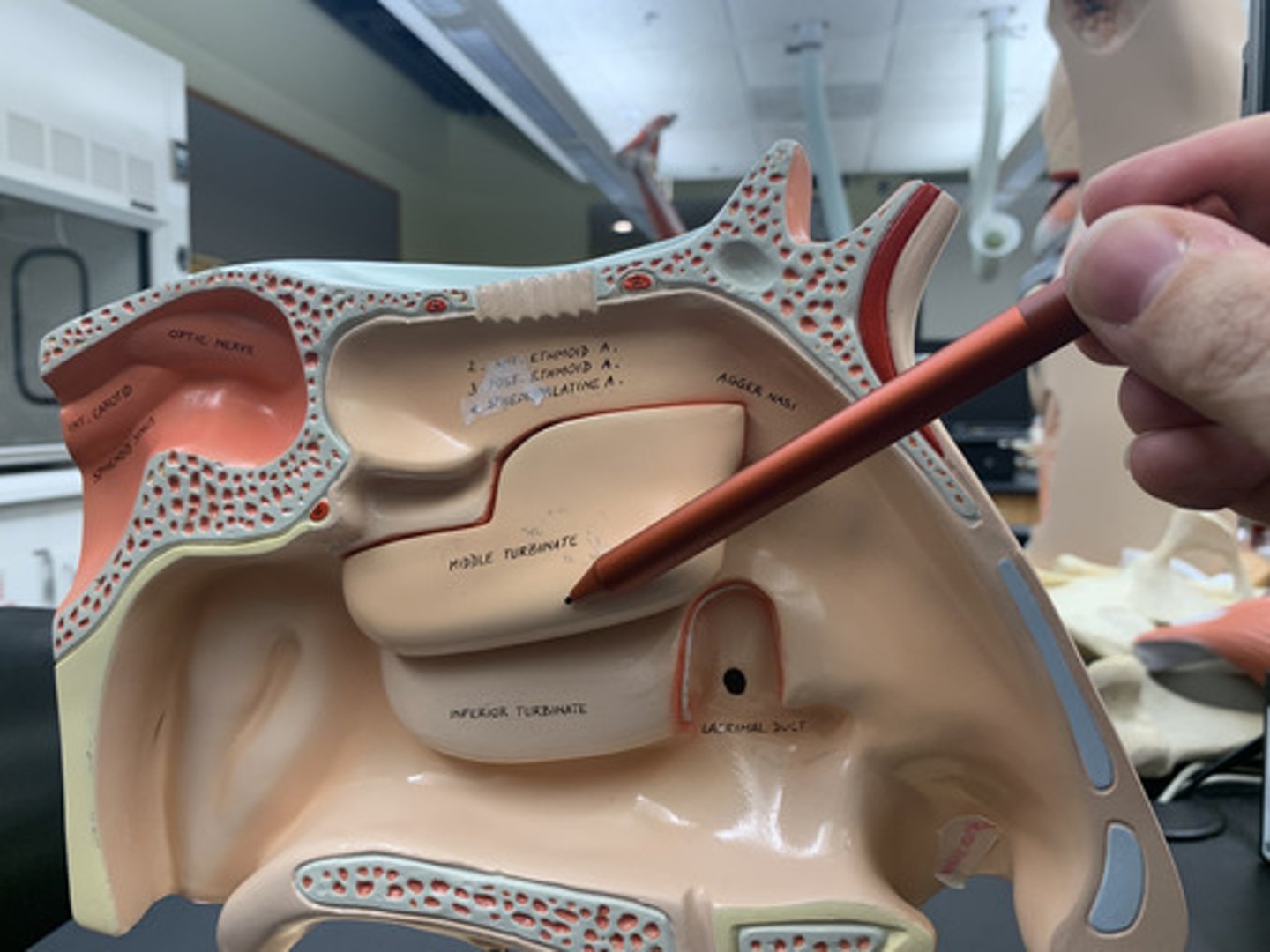 <p>Lower bony ridge of ethmoid bone that extends from lateral wall of nasal cavity</p>