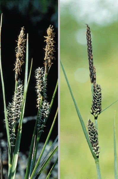<p>Common Sedge</p>