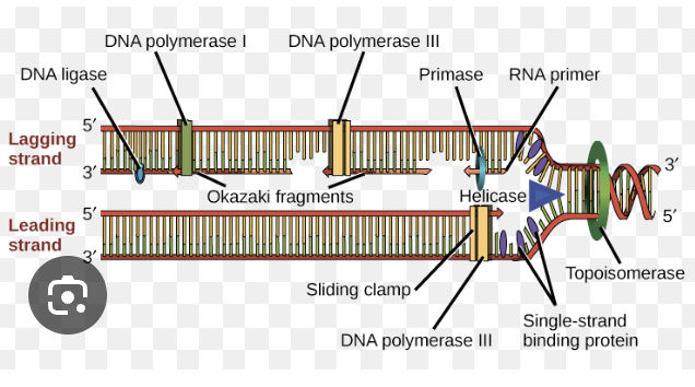 <p>DNA Polymerase III </p>