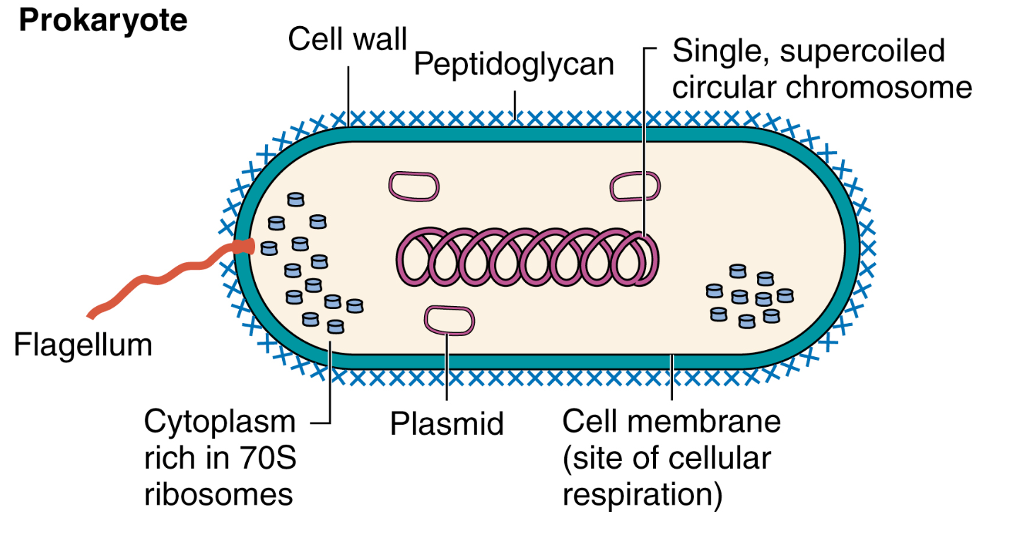 <ol><li><p><strong>DNA</strong>: Cirkulärt DNA fitt i cytosolen. </p></li><li><p><strong>Cellvägg</strong>: Varierar hos olika bakterier. </p></li><li><p><strong>Cellmembran</strong>: Fosfolipider som saknar kolesterol. </p></li><li><p><strong>Peptidoglykan (murein)</strong>: Rigida lager av peptidoglykaner som ger struktur och form till bakterien. </p></li><li><p><strong>Ribosomer</strong>: 50S + 30S subenheter. </p></li><li><p><strong>Plasmider</strong>: Extrakromosomalt DNA. </p></li></ol>