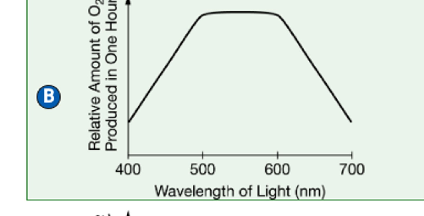 <p>Answer (B):<br><br>Explanation: The high levels of O2 produced at wavelengths between 500 nm and 600 nm directly support the researcher's claim. Because oxygen is produced as a by-product of photosynthesis, a greater level of oxygen production indicates a greater level of energy-capture from light.</p>