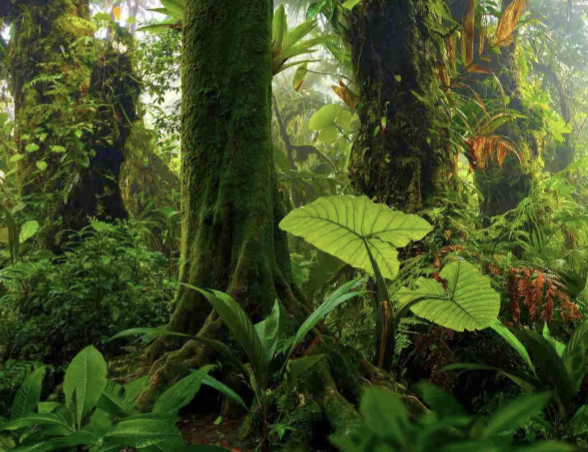 <ul><li><p>equatorial zone</p></li><li><p>warm</p></li><li><p>wet year-round</p></li><li><p>high NPP</p></li><li><p>dense vegetation</p></li><li><p>high biodiversity</p></li><li><p>nutrients are mostly stored in living plants, not soil</p></li></ul><p></p>