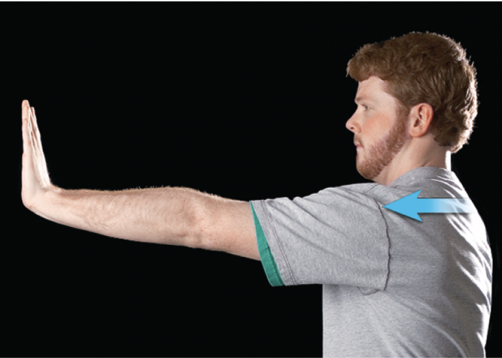 <p>the anterior movement of a body part in the transverse plane</p>