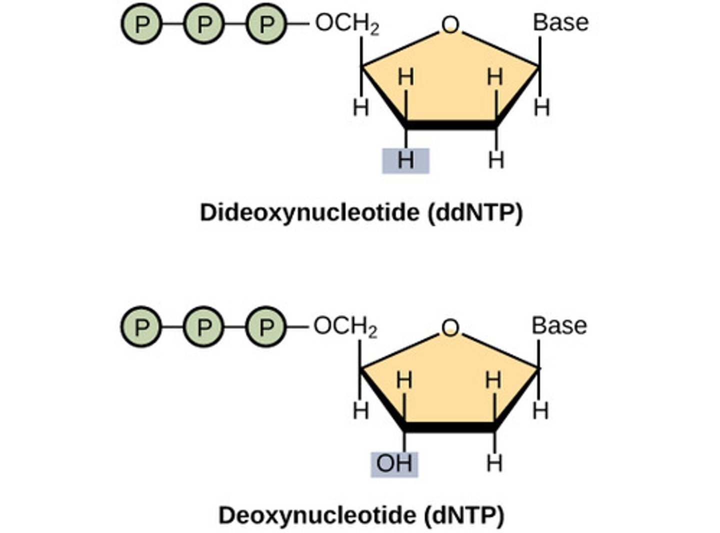 <p>a nucleotide used in DNA sequencing that is missing the 3'-OH group. If a dideoxyribonucleotide is incorporated into a DNA strand, it stops any further growth of the strand.</p>