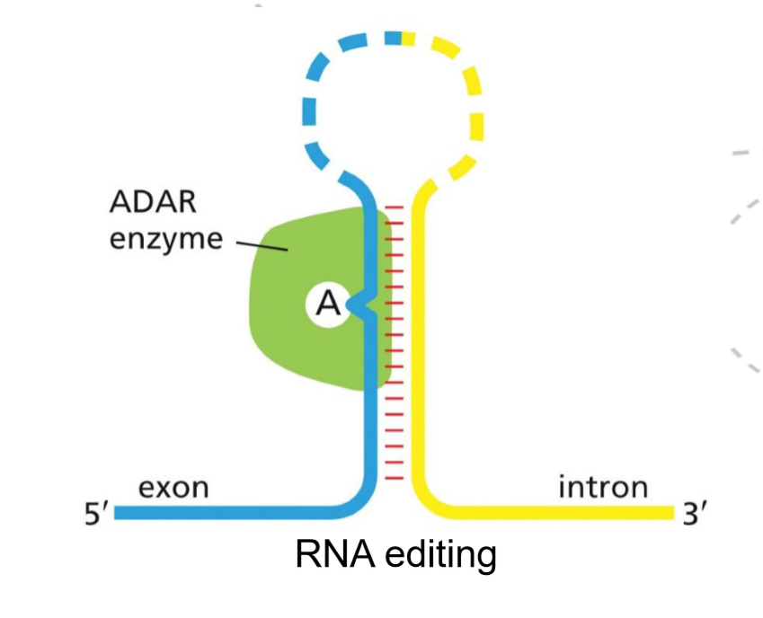 <p><strong>RNA editing</strong> is a post-transcriptional process in which the nucleotide sequence of an RNA molecule is altered after it is made, so the RNA sequence differs from the DNA template.</p><p>It is carried out by <strong>editing enzymes</strong> that chemically modify specific bases in the RNA. The most common types are <strong>adenosine-to-inosine (A→I) editing</strong> by ADAR enzymes and <strong>cytidine-to-uridine (C→U) editing</strong> by deaminases. These changes can alter codons, affect RNA stability or splicing, or change how the RNA is translated, increasing the diversity of proteins produced from a single gene.</p>
