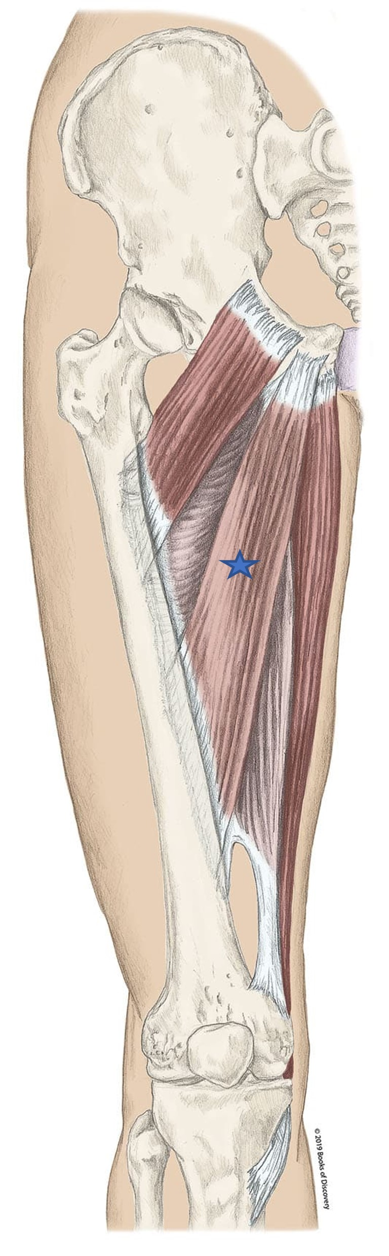 <p><span><span>From the list of muscles and actions below, identify the "starred" muscle and its primary actions. NOTE: There are several primary actions...do not choose actions where the muscle assists.</span></span></p><p></p><p><span><span>A) Medially rotate a flexed knee</span></span></p><p><span><span>B) Adductor brevis</span></span></p><p><span><span>C) Adductor longus</span></span></p><p><span><span>D) Adductor magnus</span></span></p><p><span><span>E) Pectineus</span></span></p><p><span><span>F) Flex the knee</span></span></p><p><span><span>G) Extend the hip</span></span></p><p><span><span>H) Flex the hip</span></span></p><p><span><span>I) Adduct hip</span></span></p><p><span><span>J) Medially rotate hip</span></span></p>