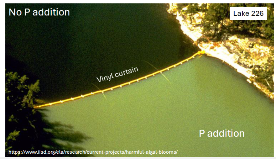 <p>ELA  = Experimental lake area in Ontario (58 lakes)</p><ul><li><p>Area for international research for long term fresh-water experiments</p></li><li><p>Eutrophication experiments</p></li></ul><p></p><p>Lake 266:</p><ul><li><p>Vinyl curtain to divide the lake</p></li><li><p>Fertilize from 1973-1980 with C, N + P</p></li></ul><p></p><p>Results: Phytoplankton biomass increased 4-8x’s with the addition of <strong><em><u>Phosphorus</u></em></strong></p><p></p><ul><li><p>Phosphorus was banned in detergents + other cleaning products </p></li></ul><p></p>