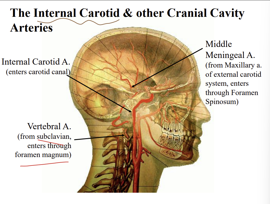 <p>vertebral artery - from the subclavian artery - foramen magnum</p><p>middle meningeal artery - from the maxillary artery of the external carotid - enter through the foramen spinosum - runs just behind the pterion</p>