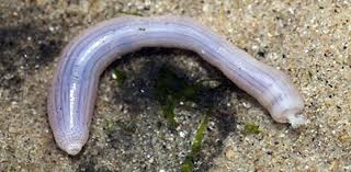 <p>-spoon worms (173 spp.)</p><p>-feed using ciliated proboscis </p><p>-trochophore larvae (ciliated top)</p><p>-males inhabit uterus of female in one sp.</p>