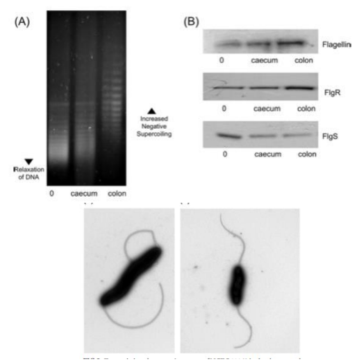 <p>No, Campylobacter species (leading cause for gastrointestinal food poisoning) also show supercoiling controls motility and influenced by mucus from different sources.</p><ul><li><p>• The more relaxed the DNA the more </p><p>invasive the bacteria</p></li></ul><p></p>