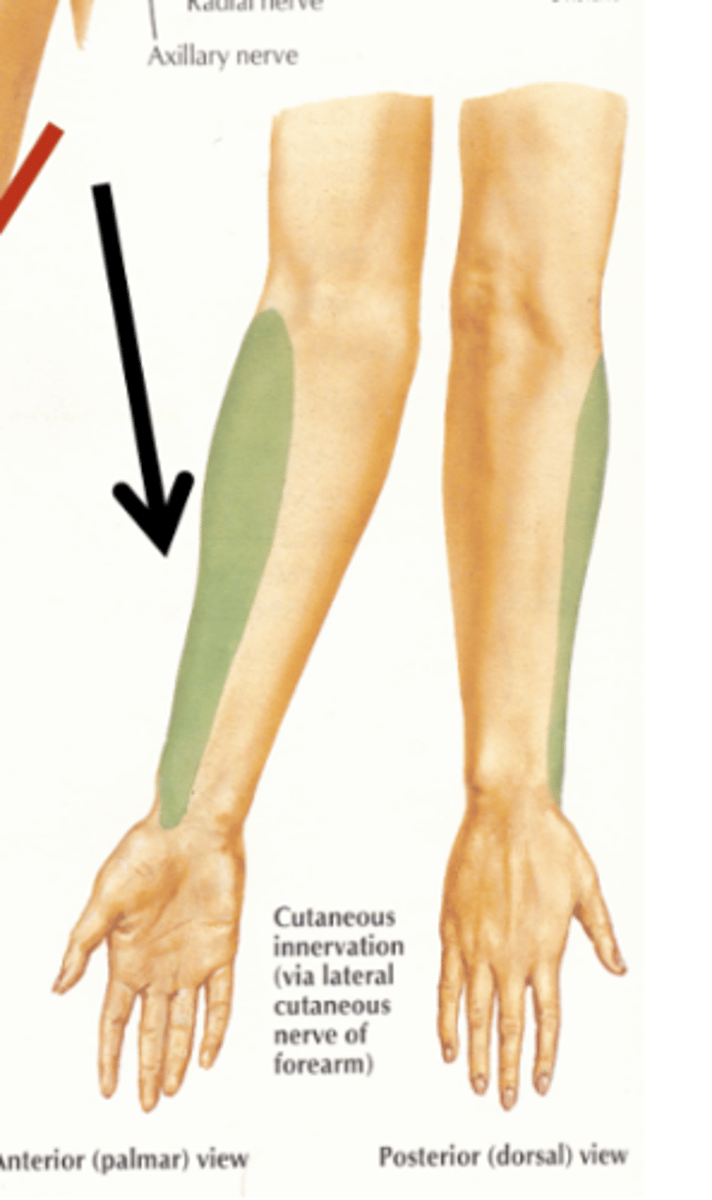<p>skin of the lateral forearm </p>