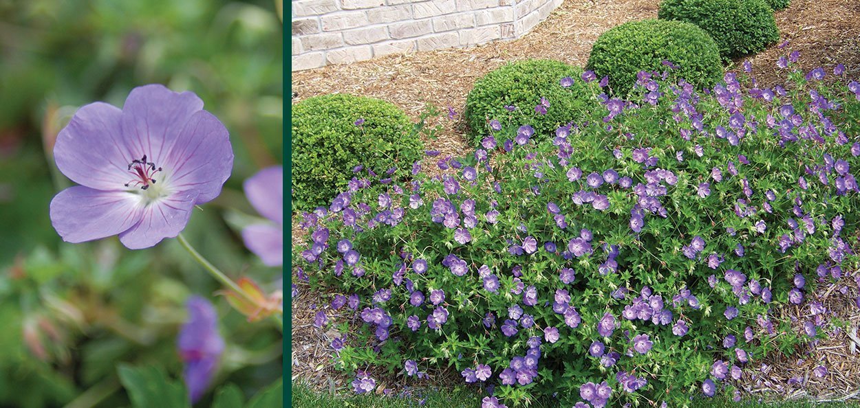 Cranesbill; Rozanne Cranesbill; Rozanne Geranium