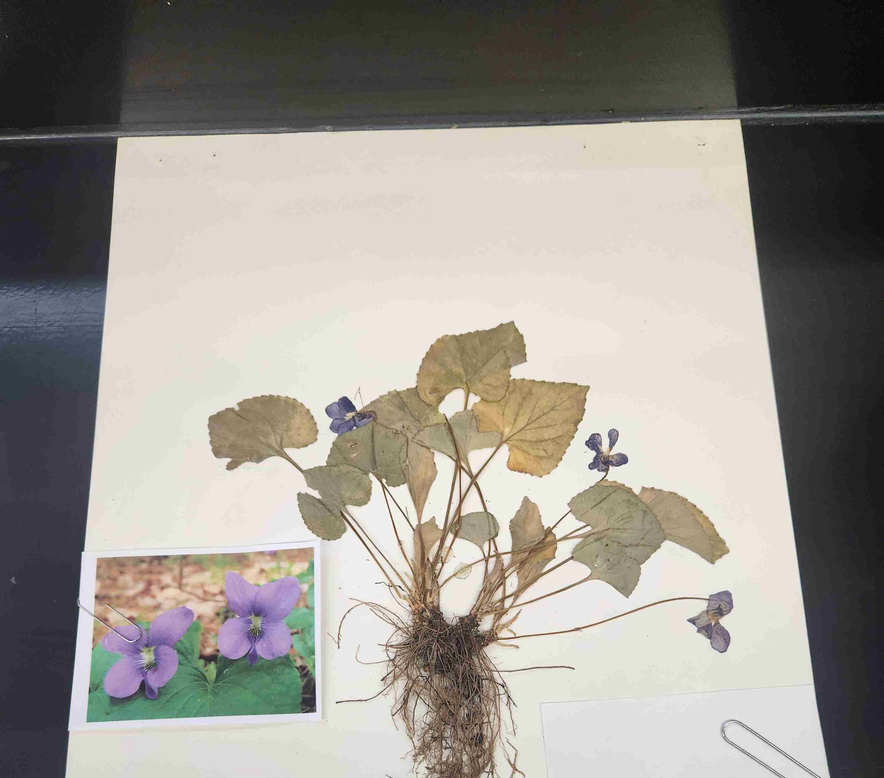 knowt flashcard image