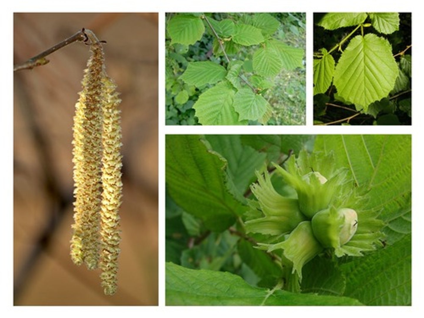 <p>🌿 Feuilles rondes à base cordée + pointe à la fin.</p><p>🌿 Fruits = noisettes entourées d’une cupule dentée.</p>