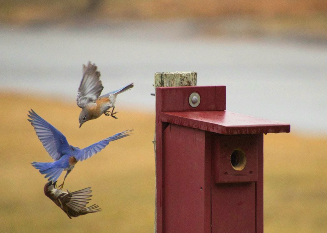 <p>Eastern Bluebird</p>