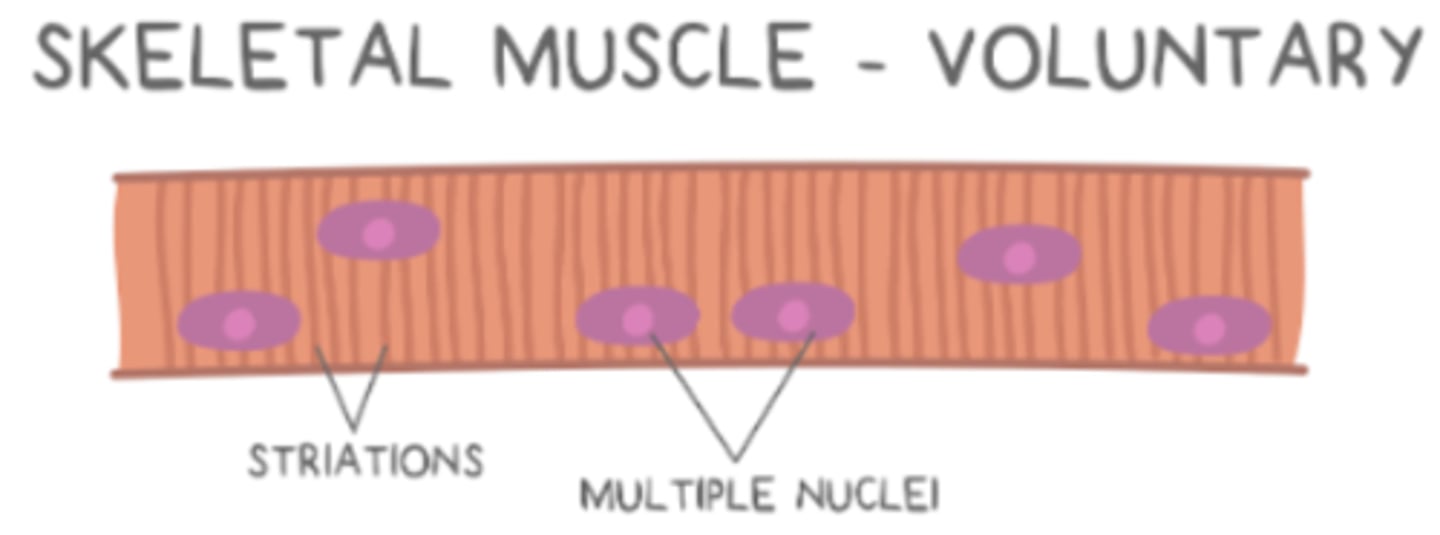 <p>skeletal muscle</p>