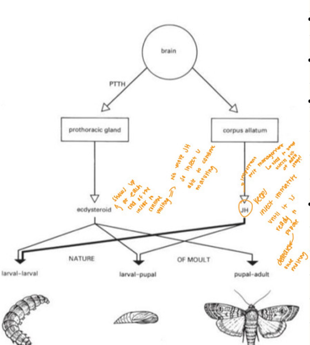 <p>- Comes from prothoracic gland <br>- Shows up at each end of the instar to continue molting <br>- No more JH, so insect is able to continue maturing</p>