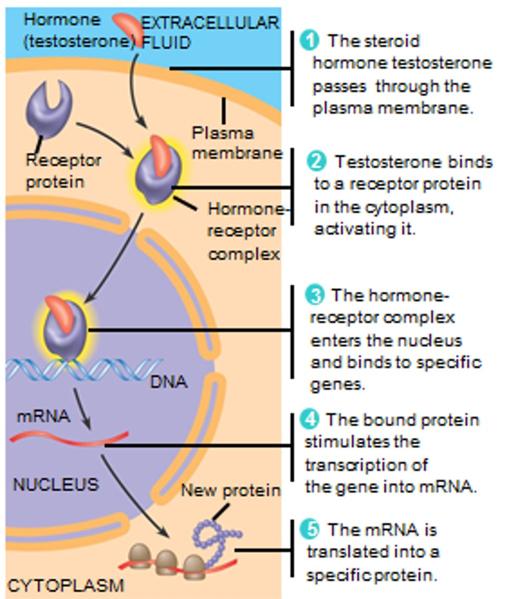 <p>A regulatory protein that binds to DNA and affects transcription of specific genes. The hormone-receptor complex becomes a transcription factor in the steroid transduction pathway.</p>