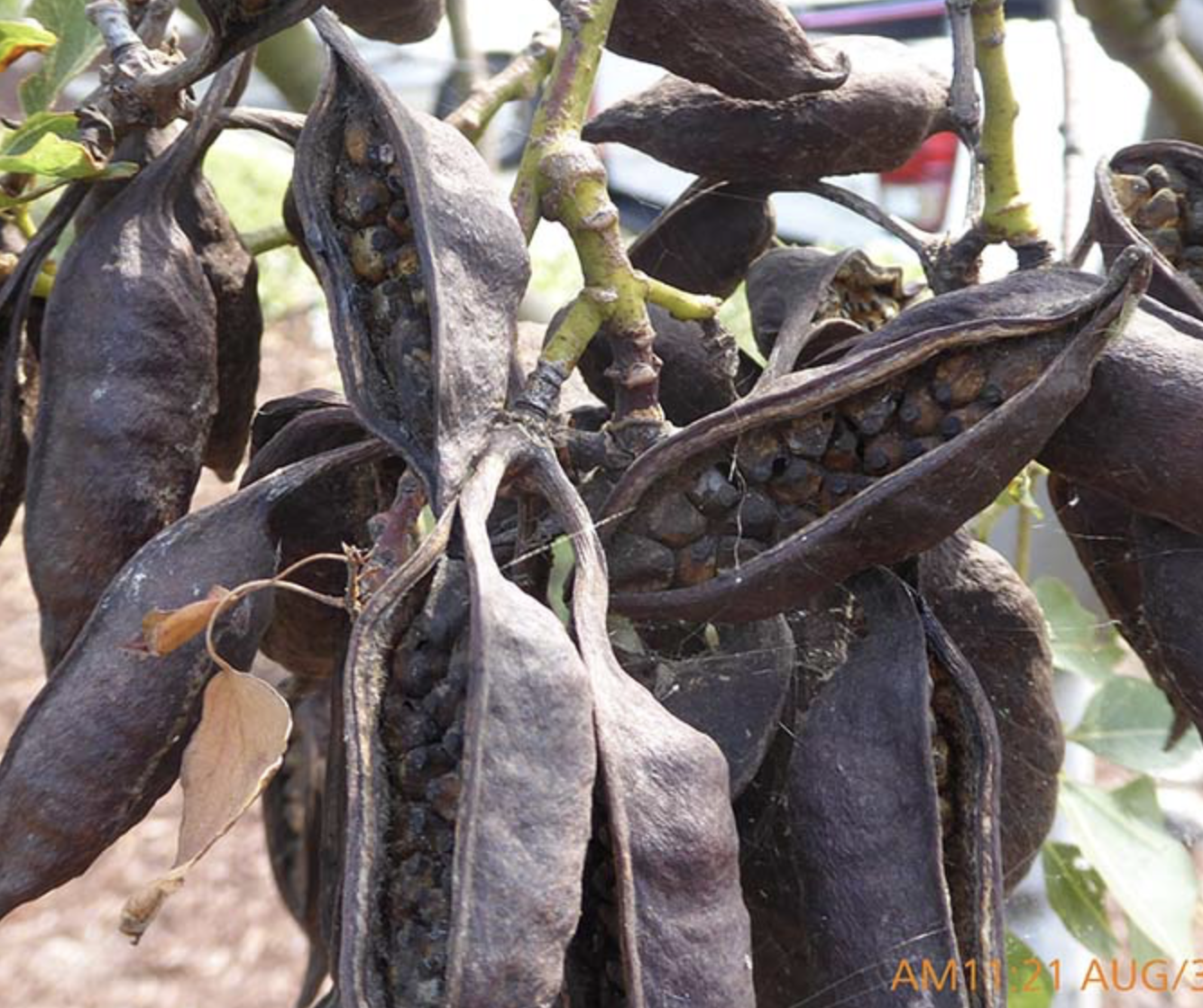 <p>bottle tree</p><p>has the cute little fairy hat flowers. distinct seed pods, leaves very in shape, some look like ghost shaped&nbsp;</p>
