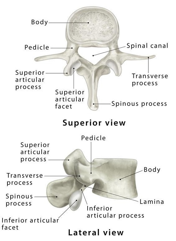 <p>which type of vertebrae is this?</p>