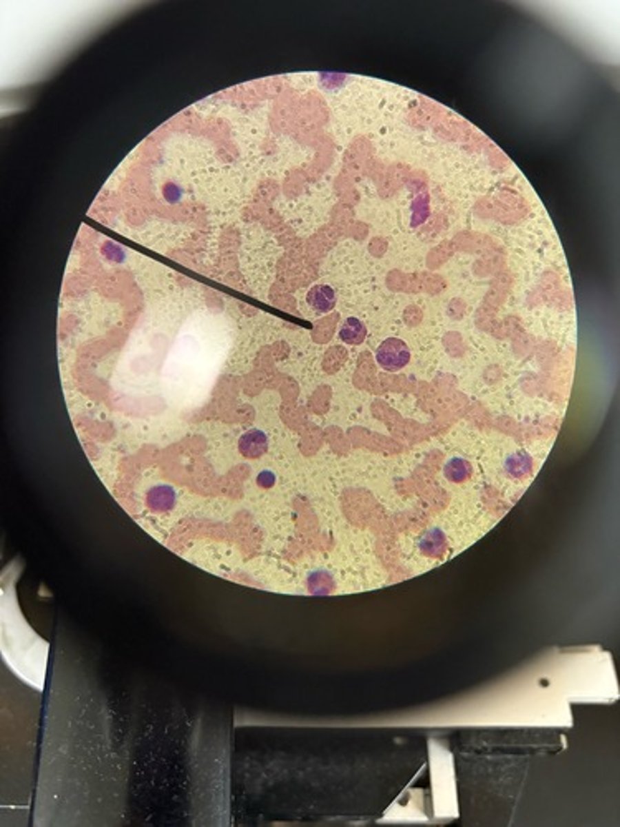 <p>Identify</p>