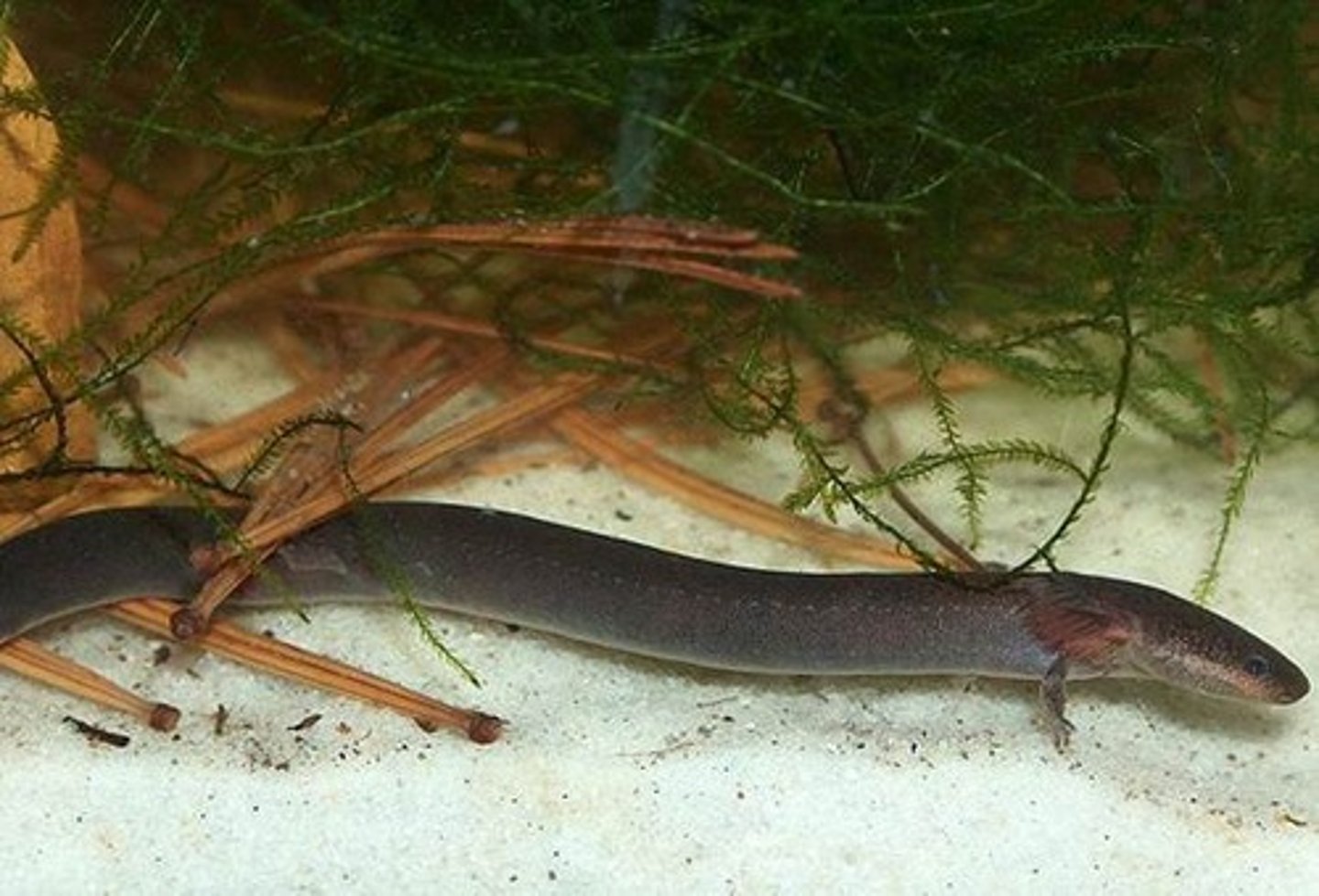 <p>-Elongate eel-like body</p><p>-Laterally compressed tail with fin</p><p>-External gills</p><p>-Small front limbs</p><p>-No hind limbs</p>