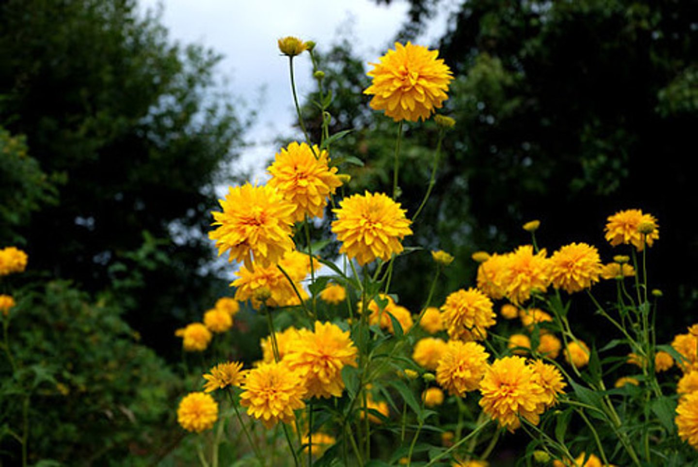 <p>Słońce, rabata, kwiat cięty</p>