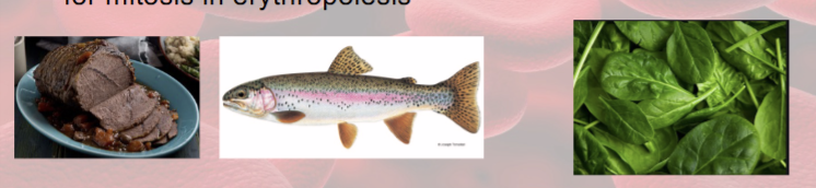 <p>mitosis in erythropoiesis</p>