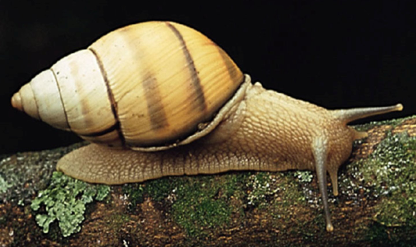 <p>Name one pro and one con to a coiled shell</p>