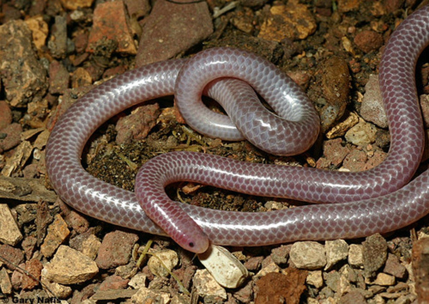 <p>Western Threadsnake</p>