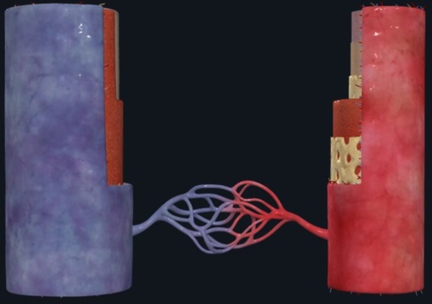 <p>connections between veins</p><p>gas and nutrient exchange occur here</p>