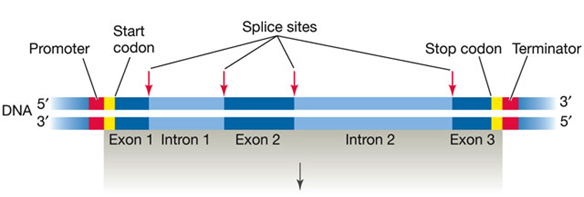 <p>Transcription:</p><ol><li><p><strong>DNA Template</strong>:</p><ul><li><p>Eukaryotic genes contain both <strong>noncoding sequences (introns)</strong> and <strong>coding sequences (exons)</strong>.</p></li></ul></li><li><p><strong>RNA Synthesis</strong>:</p><ul><li><p>The process begins with the synthesis of a primary mRNA transcript (pre-mRNA) that includes both introns and exons.</p></li></ul></li></ol><p>RNA Processing:</p><ol><li><p><strong>Introns and Exons</strong>:</p><ul><li><p><strong>Introns</strong>: Noncoding sequences that are removed from the final mRNA.</p></li><li><p><strong>Exons</strong>: Coding sequences that are retained in the final mRNA.</p></li></ul></li><li><p><strong>Splicing</strong>:</p><ul><li><p>The primary mRNA transcript undergoes splicing to remove introns and join exons together.</p></li><li><p>The result is a mature mRNA that only contains exons.</p></li></ul></li></ol><p></p>