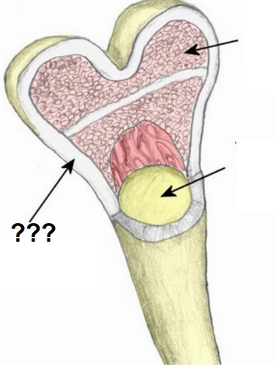 <p>Bone tissue arranged in osteons with central canals, lamellae, lacunae with osteocytes, and canaliculi for nutrient transport.</p>