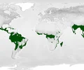 Which biome is best represented by the green areas on the map?