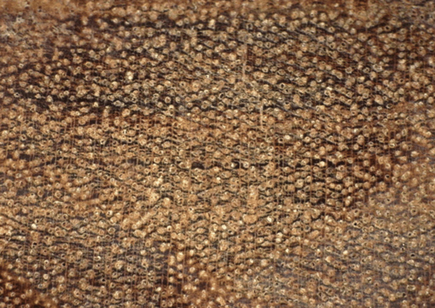<p>Wood reddish brown with black streaks; with concentric resin ducts; Diffuse in aggregates, vasicentric, aliform, and aliform confluent parenchyma; numerous small pore size</p>