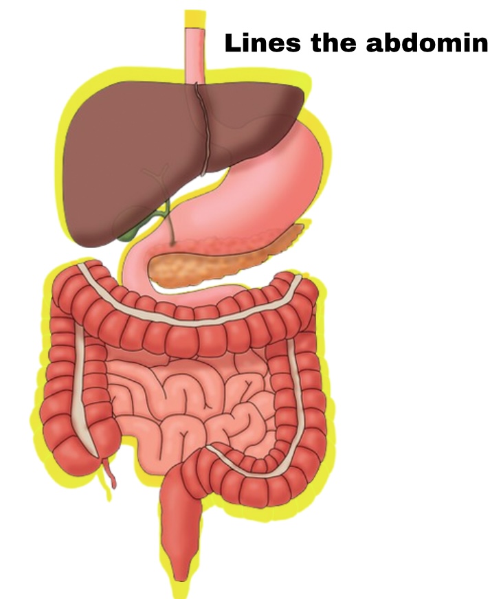 <p>Membrane lining abdomen</p>