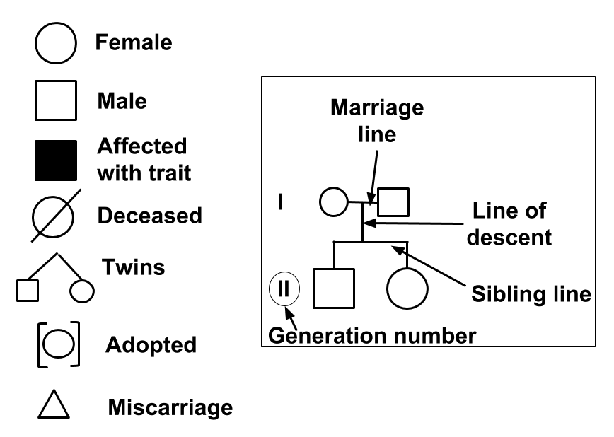 <p>charts displaying the phenotypical characteristics of organisms across generations. &nbsp;</p>