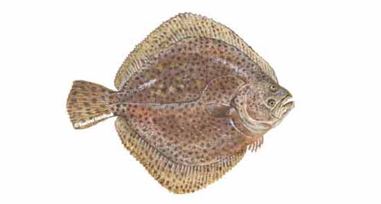 <p>what fish</p>