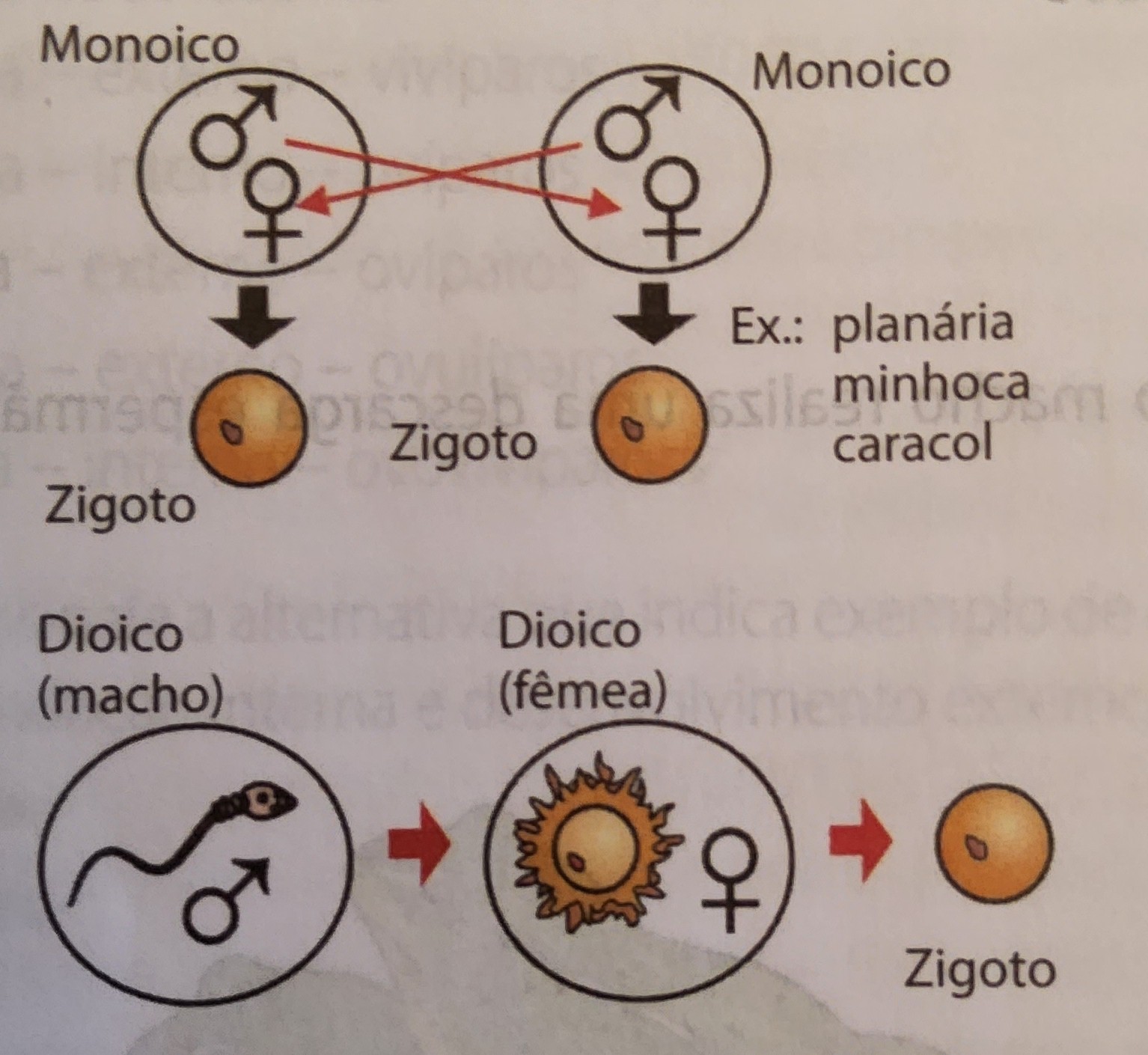 * troca de gametas e reprodução gênica