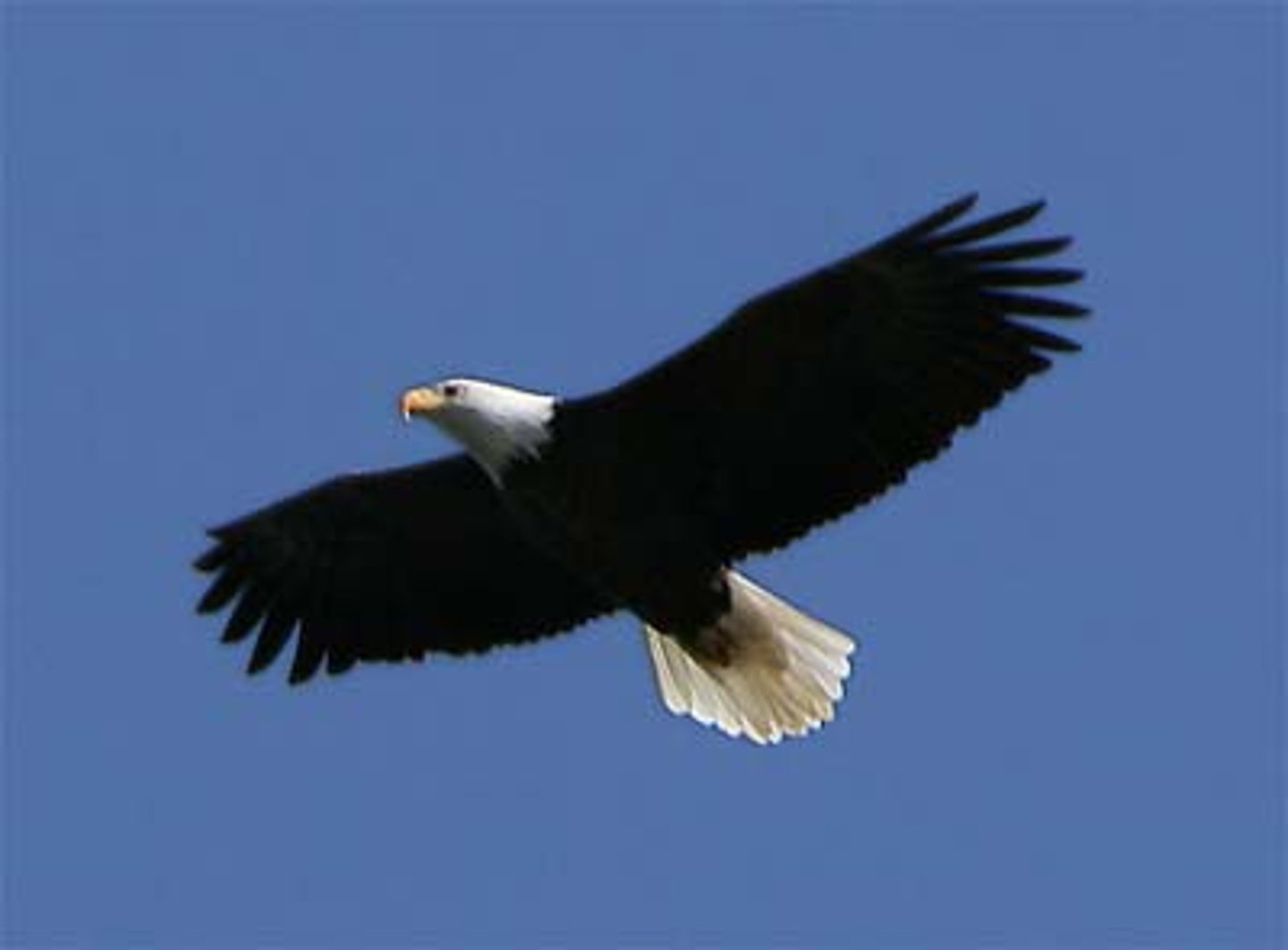 <p>eagle</p>